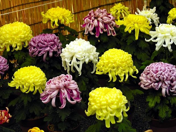 Quốc hoa của Nhật Bản và Lễ hội hoa cúc ở Fukushima