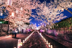 cherry_blossom_lantern_festival_japan__880_wvzf-jpg
