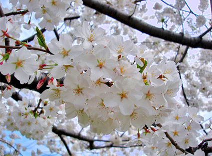 Quốc hoa của Nhật Bản và Lễ hội hoa cúc ở Fukushima | TRUNG TÂM NGOẠI NGỮ  NEWSKY
