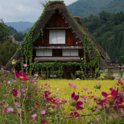 shirakawago